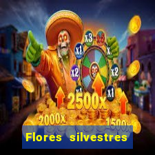 Flores silvestres brasileiras 25